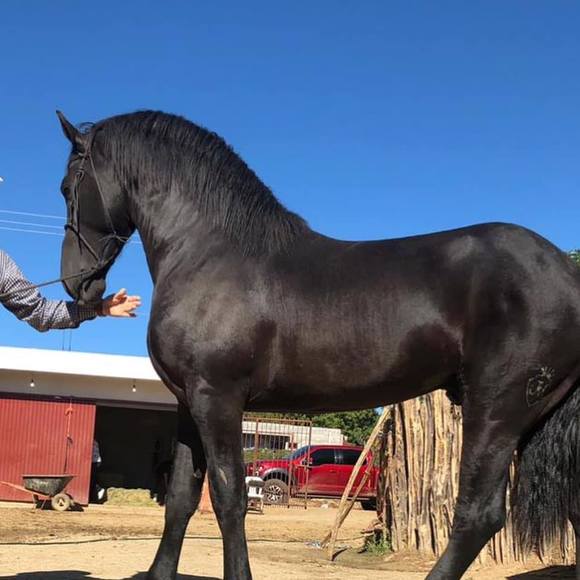 gallogallo